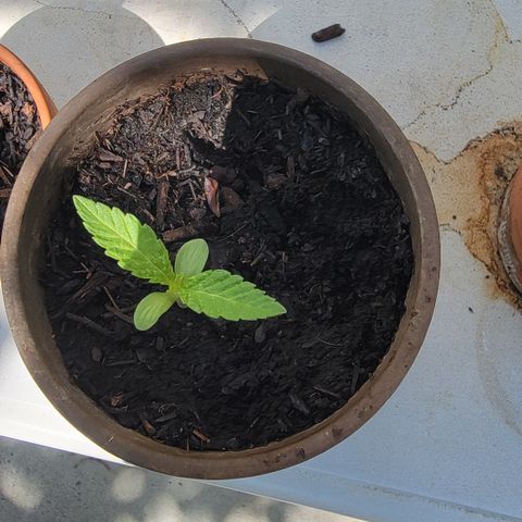 002: "Raul" growlog timeline photo