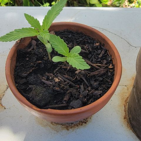 003: "Mike #2 (Right seed)  growlog timeline photo