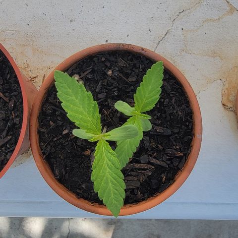 004: "Mike #1 (Left Seed)" growlog timeline photo
