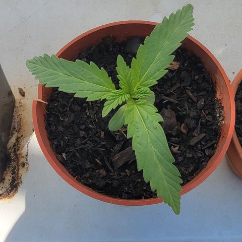 005: "Azul" growlog timeline photo