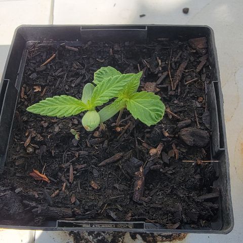 007: "Hella Jelly P5 #1" or AZUL?? growlog timeline photo