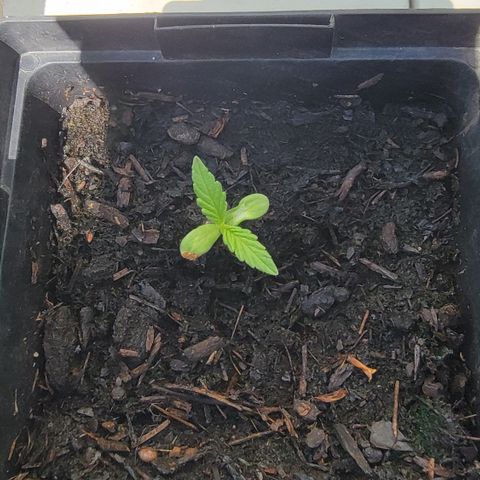 008: "Hella Jelly P5 #2"  growlog timeline photo