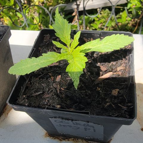 009: "OG Hella Jelly #1" growlog timeline photo