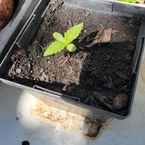 010: "OG Hella Jelly #2" growlog timeline photo