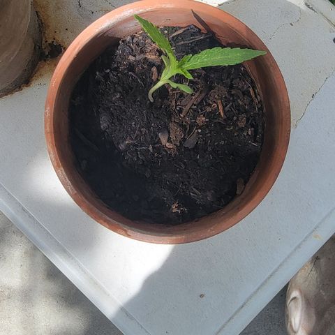 001: "Who Knows" growlog photo: Plant was leaning/falling 