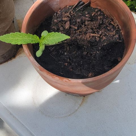 001: "Who Knows" growlog photo: Plant was leaning/falling 