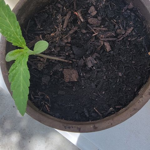 002: "Raul" growlog photo: Plant was leaning over. Adjusted to upright posture