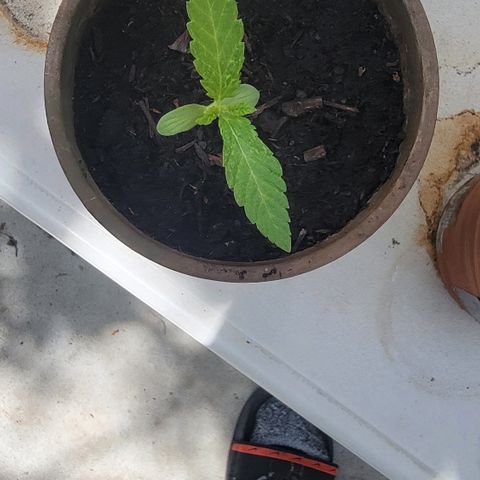 002: "Raul" growlog photo: Plant was leaning over. Adjusted to upright posture