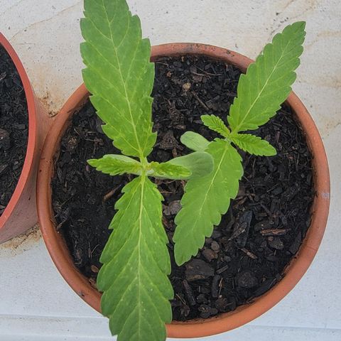 004: "Mike #1 (Left Seed)" growlog photo: Plants should be separated as soon as possible. Don't want roots to tangle