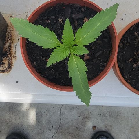 005: "Azul" growlog timeline photo
