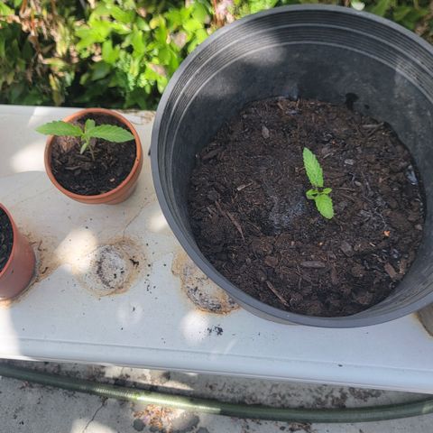 004: "Mike #1 (Left Seed)" growlog photo: Successful transplant. 
Left pot is leftseed
Right pot right seed