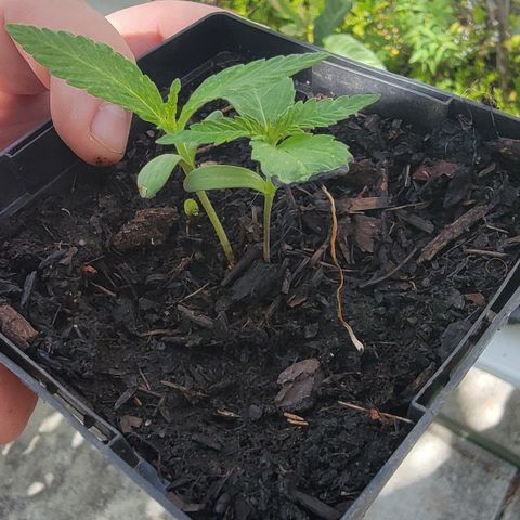 007: "Hella Jelly P5 #1" or AZUL?? growlog timeline photo