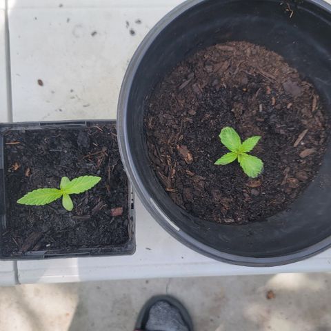 007: "Hella Jelly P5 #1" or AZUL?? growlog photo: Successful transplant
Left seed left pot
Right seed right pot