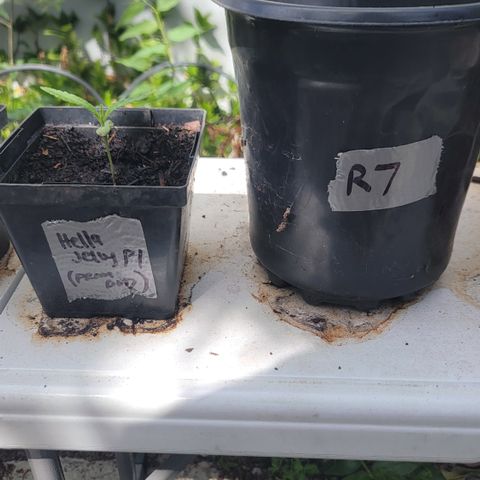 007: "Hella Jelly P5 #1" or AZUL?? growlog timeline photo