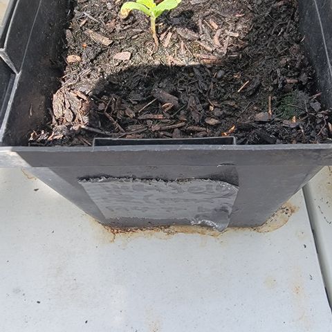008: "Hella Jelly P5 #2"  growlog timeline photo