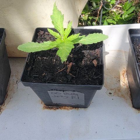 009: "OG Hella Jelly #1" growlog timeline photo