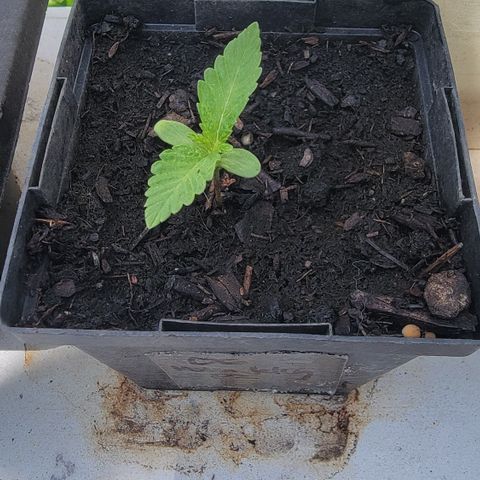 010: "OG Hella Jelly #2" growlog timeline photo