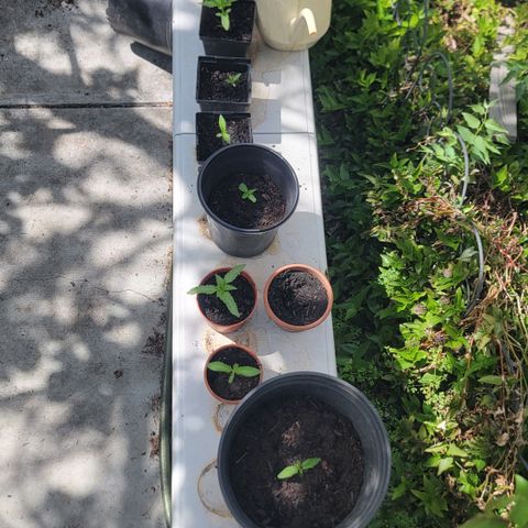 005: "Azul" growlog timeline photo