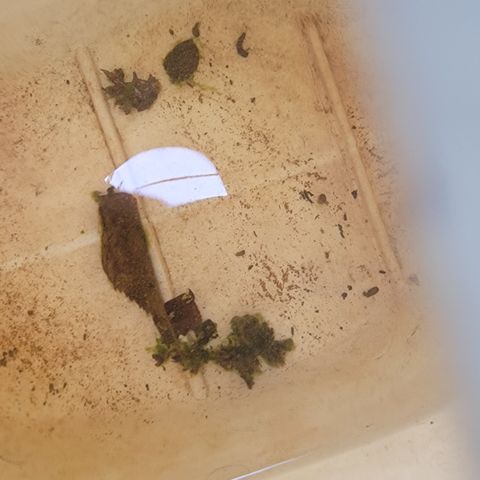 005: "Azul" growlog photo: Algae found in grandpa's water container. Told him to use fresh water after every water. 