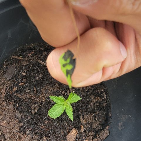 007: "Hella Jelly P5 #1" or AZUL?? growlog photo: Ripped off affected part of leaf