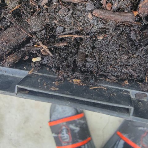 010: "OG Hella Jelly #2" growlog photo: Mushrooms growing