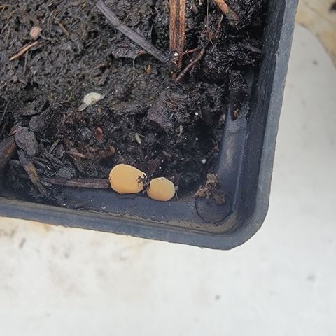 010: "OG Hella Jelly #2" growlog photo: Mushrooms growing