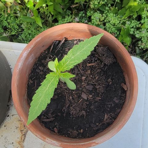 001: "Who Knows" growlog timeline photo
