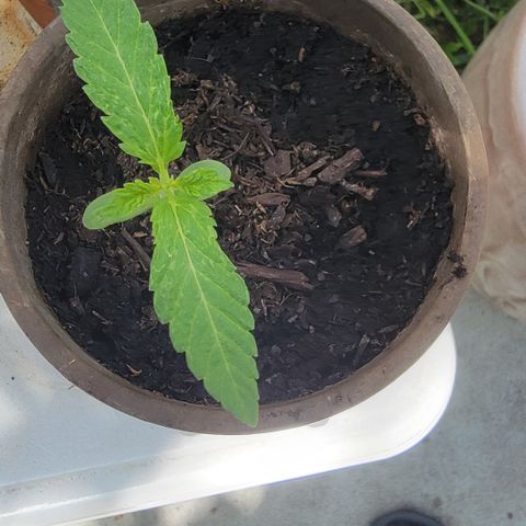002: "Raul" growlog timeline photo