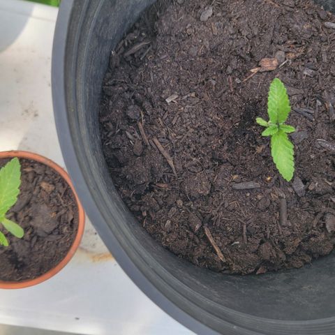 004: "Mike #1 (Left Seed)" growlog timeline photo