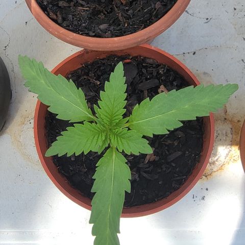 005: "Azul" growlog timeline photo