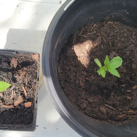 007: "Hella Jelly P5 #1" or AZUL?? growlog timeline photo