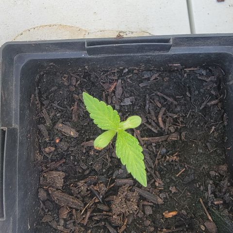 008: "Hella Jelly P5 #2"  growlog timeline photo