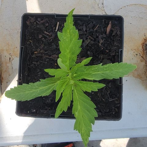 009: "OG Hella Jelly #1" growlog timeline photo