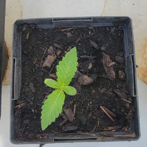 010: "OG Hella Jelly #2" growlog timeline photo