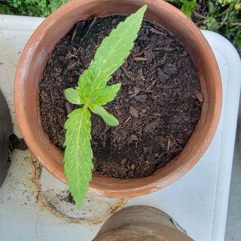 001: "Who Knows" growlog timeline photo