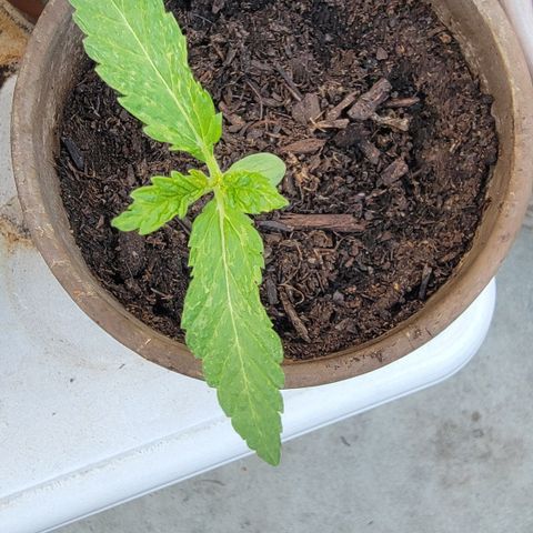 002: "Raul" growlog timeline photo