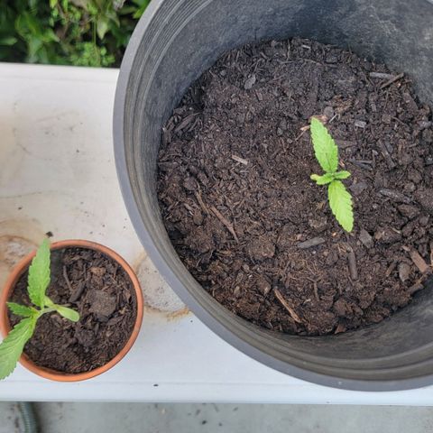 004: "Mike #1 (Left Seed)" growlog timeline photo
