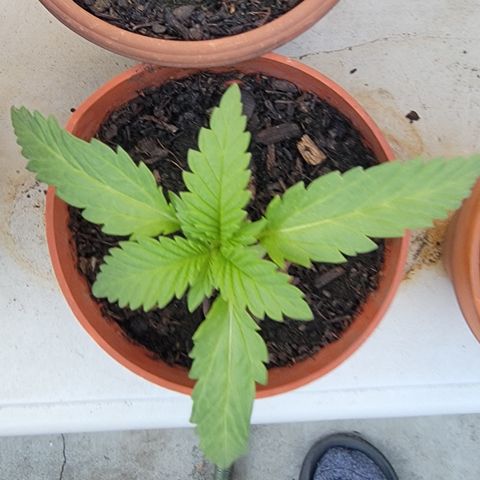 005: "Azul" growlog timeline photo
