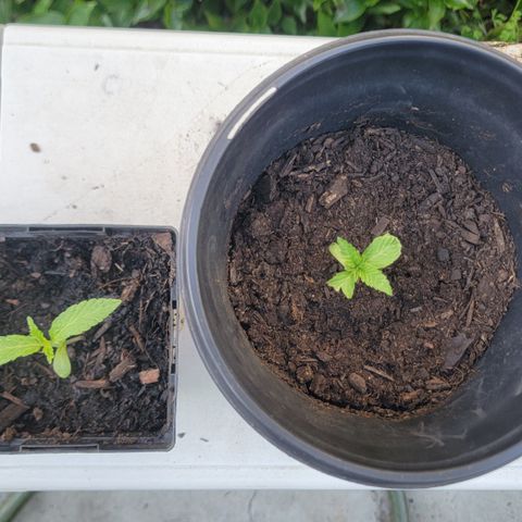 007: "Hella Jelly P5 #1" or AZUL?? growlog timeline photo