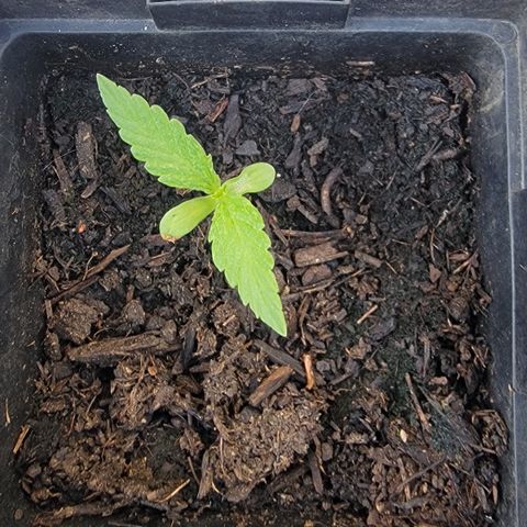 008: "Hella Jelly P5 #2"  growlog timeline photo