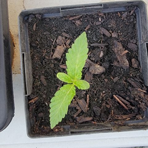 010: "OG Hella Jelly #2" growlog timeline photo