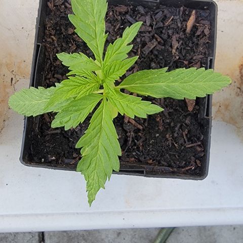009: "OG Hella Jelly #1" growlog timeline photo