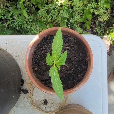 001: "Who Knows" growlog timeline photo