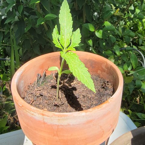 001: "Who Knows" growlog timeline photo