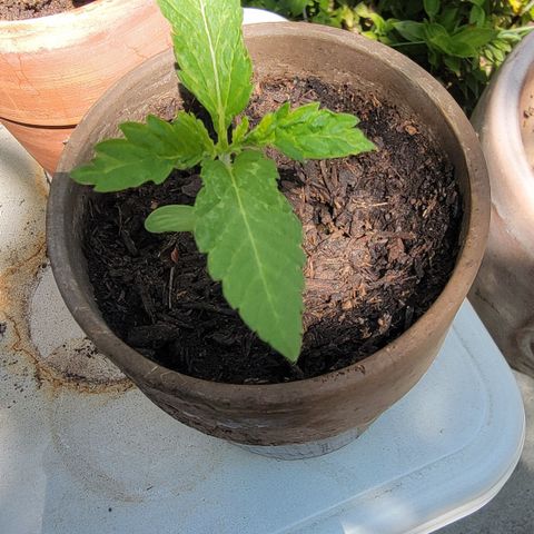 002: "Raul" growlog timeline photo