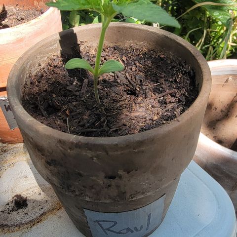 002: "Raul" growlog timeline photo