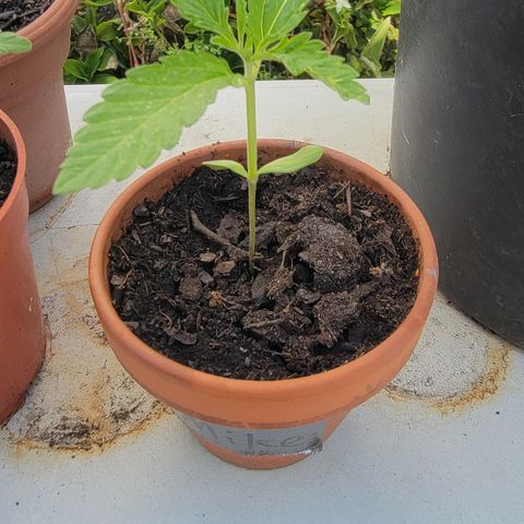 004: "Mike #1 (Left Seed)" growlog timeline photo