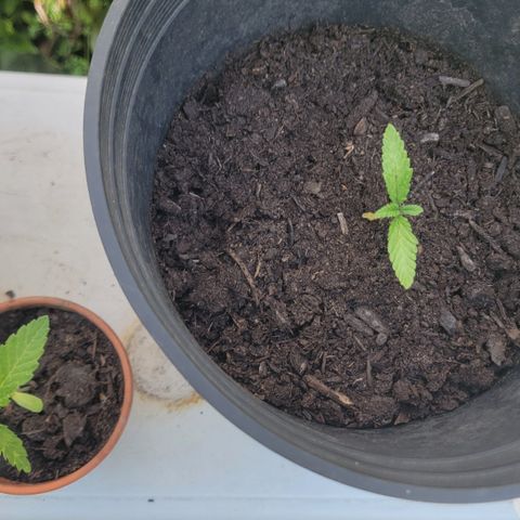 004: "Mike #1 (Left Seed)" growlog timeline photo
