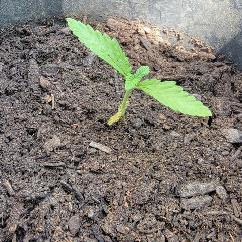 004: "Mike #1 (Left Seed)" growlog timeline photo