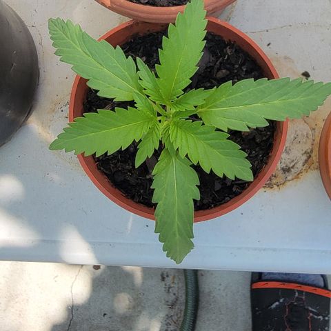 005: "Azul" growlog timeline photo